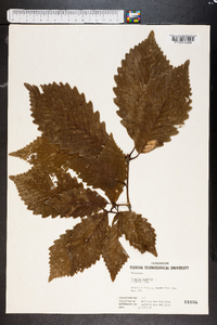 Quercus montana image