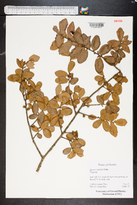 Quercus myrtifolia image