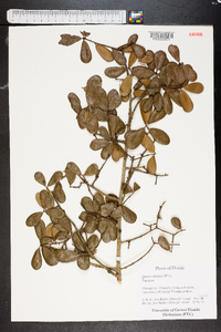 Quercus myrtifolia image