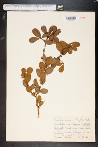 Quercus myrtifolia image