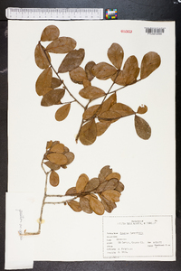 Quercus myrtifolia image