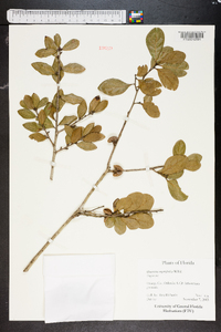 Quercus myrtifolia image