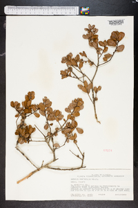 Quercus myrtifolia image