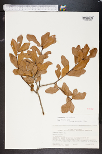 Quercus myrtifolia image