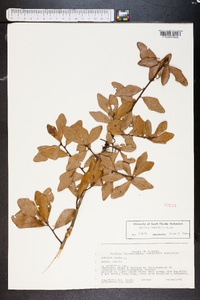 Quercus myrtifolia image