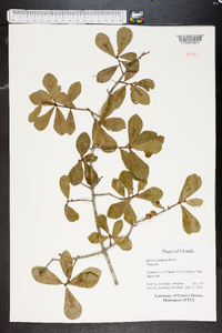 Quercus myrtifolia image