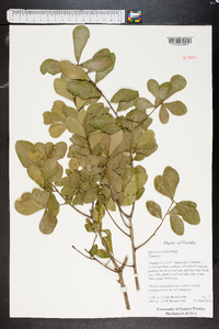 Quercus myrtifolia image