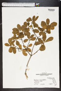 Quercus myrtifolia image