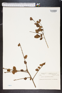 Quercus myrtifolia image