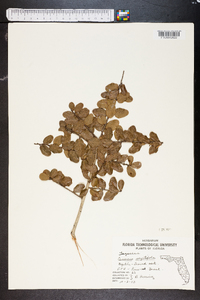 Quercus myrtifolia image