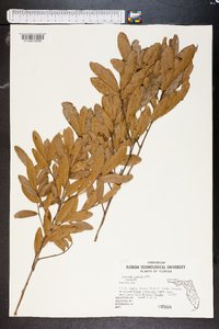 Quercus pumila image