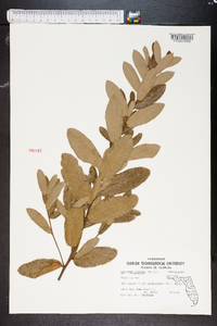 Quercus pumila image