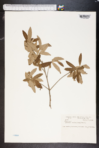 Quercus pumila image