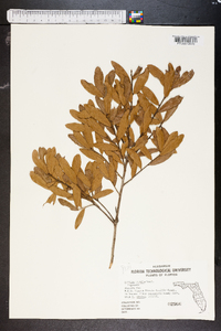 Quercus pumila image