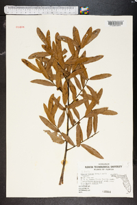 Quercus pumila image