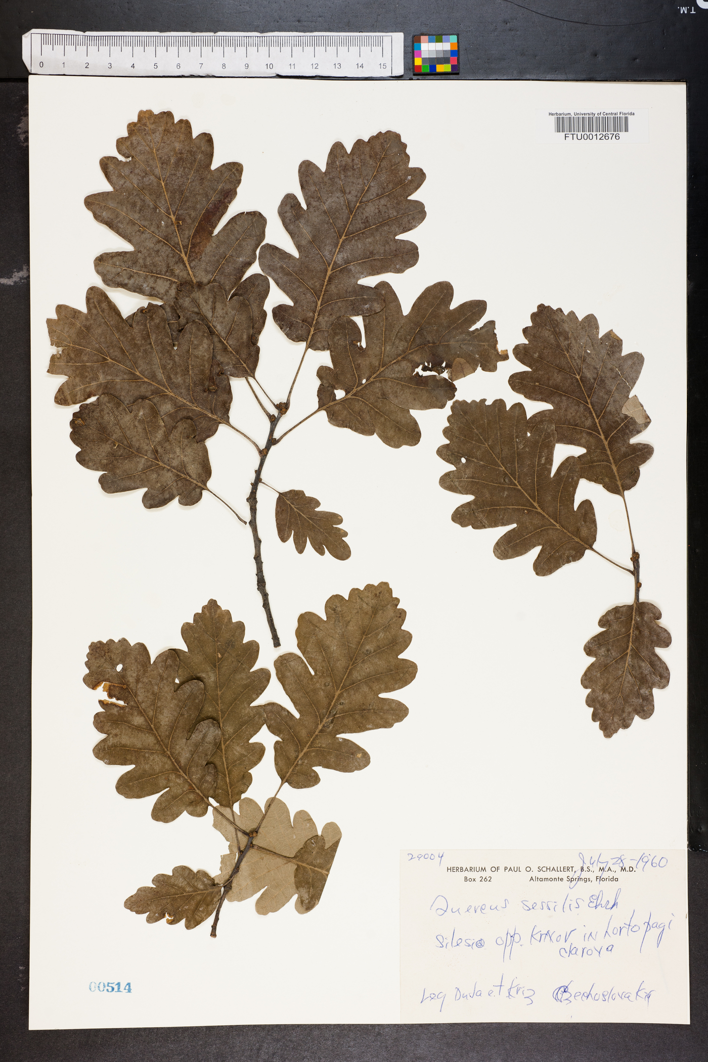 Quercus sessilis image