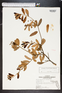 Quercus virginiana image