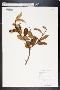 Quercus virginiana image