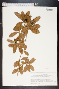 Quercus virginiana image