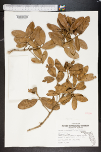 Quercus virginiana image