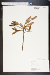 Quercus virginiana image