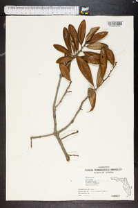 Quercus virginiana image