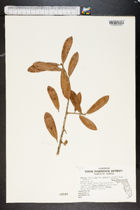 Quercus virginiana image