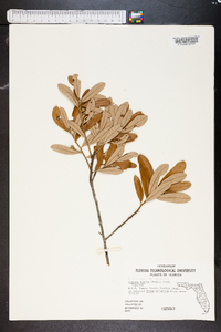 Quercus virginiana image