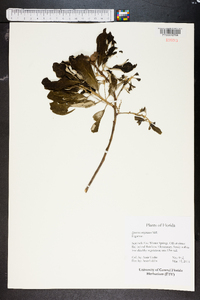 Quercus virginiana image