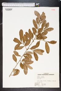 Quercus virginiana image