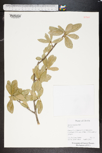 Quercus virginiana image