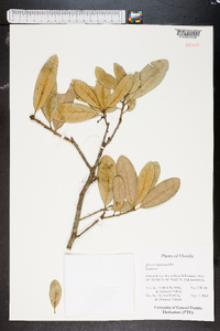 Quercus virginiana image