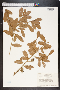 Quercus virginiana image