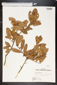 Quercus virginiana image