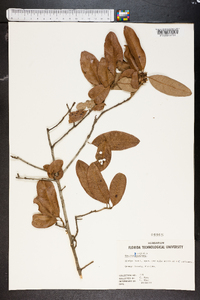 Quercus virginiana image