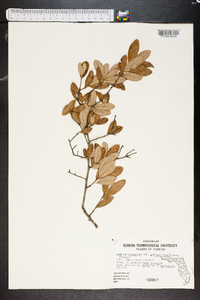 Quercus virginiana image