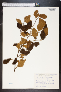 Betula sandbergii image