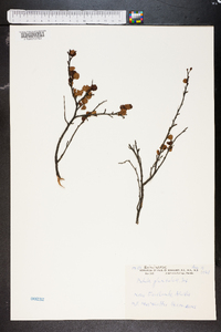 Betula glandulosa image