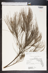 Casuarina equisetifolia image