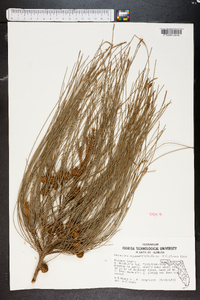 Casuarina equisetifolia image