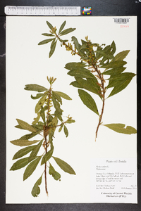 Myrica cerifera image