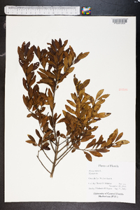 Myrica cerifera image