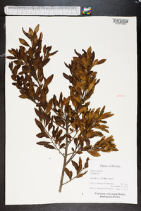 Myrica cerifera image