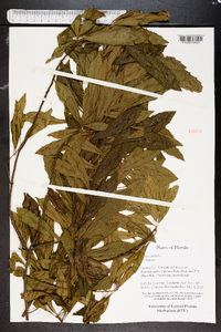 Myrica cerifera image