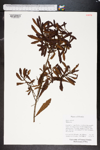 Myrica cerifera image