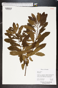 Myrica cerifera image