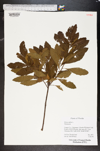 Myrica cerifera image