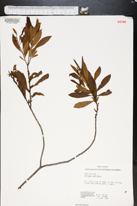 Myrica cerifera image