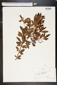 Myrica cerifera image