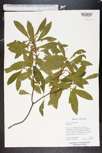 Myrica cerifera image